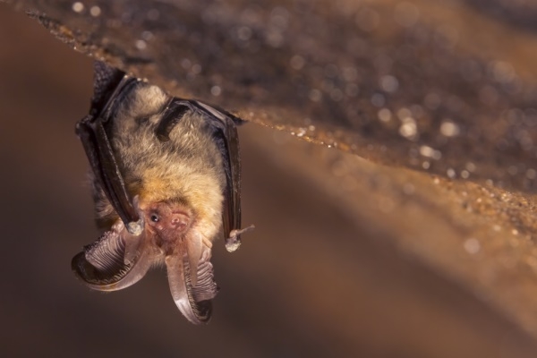 chauve_souris